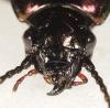 Pterostichus externepunctatus